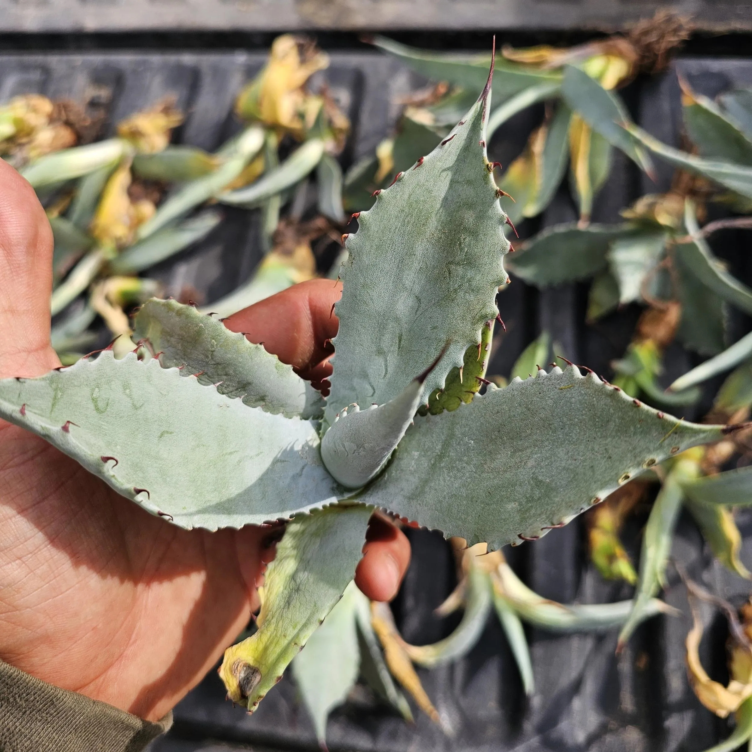 Agave Mapisaga var. Lisa - Agavero Californiano