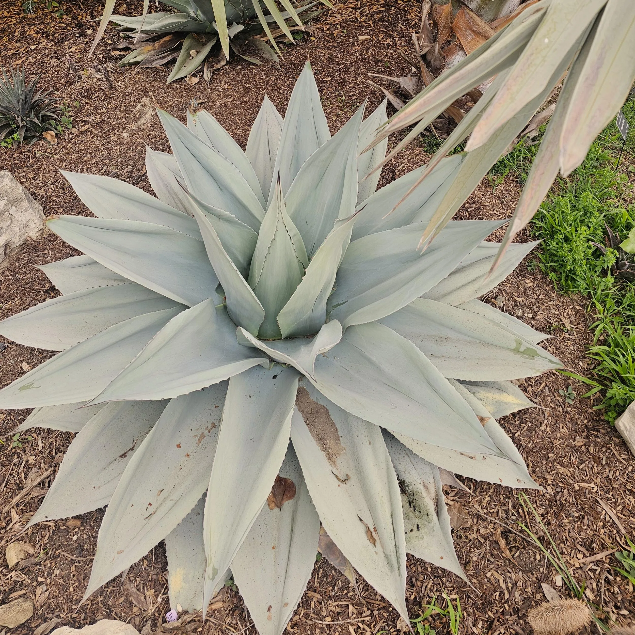 Agave Ovatifolia - Agavero Californiano