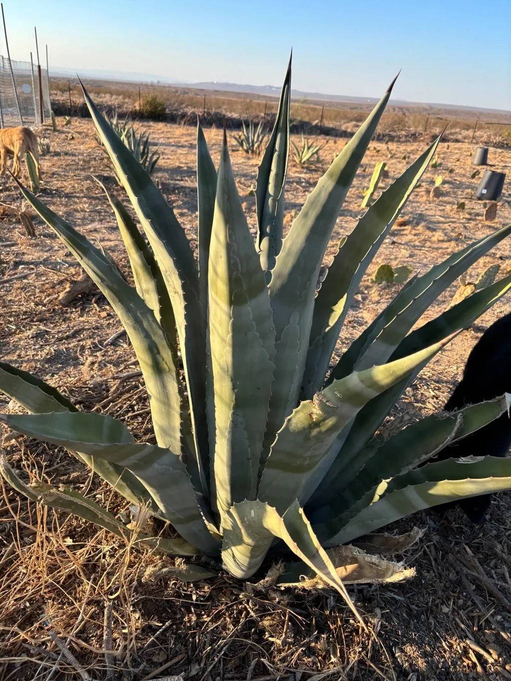 tres agave Tres Agaves Tequila Reposado