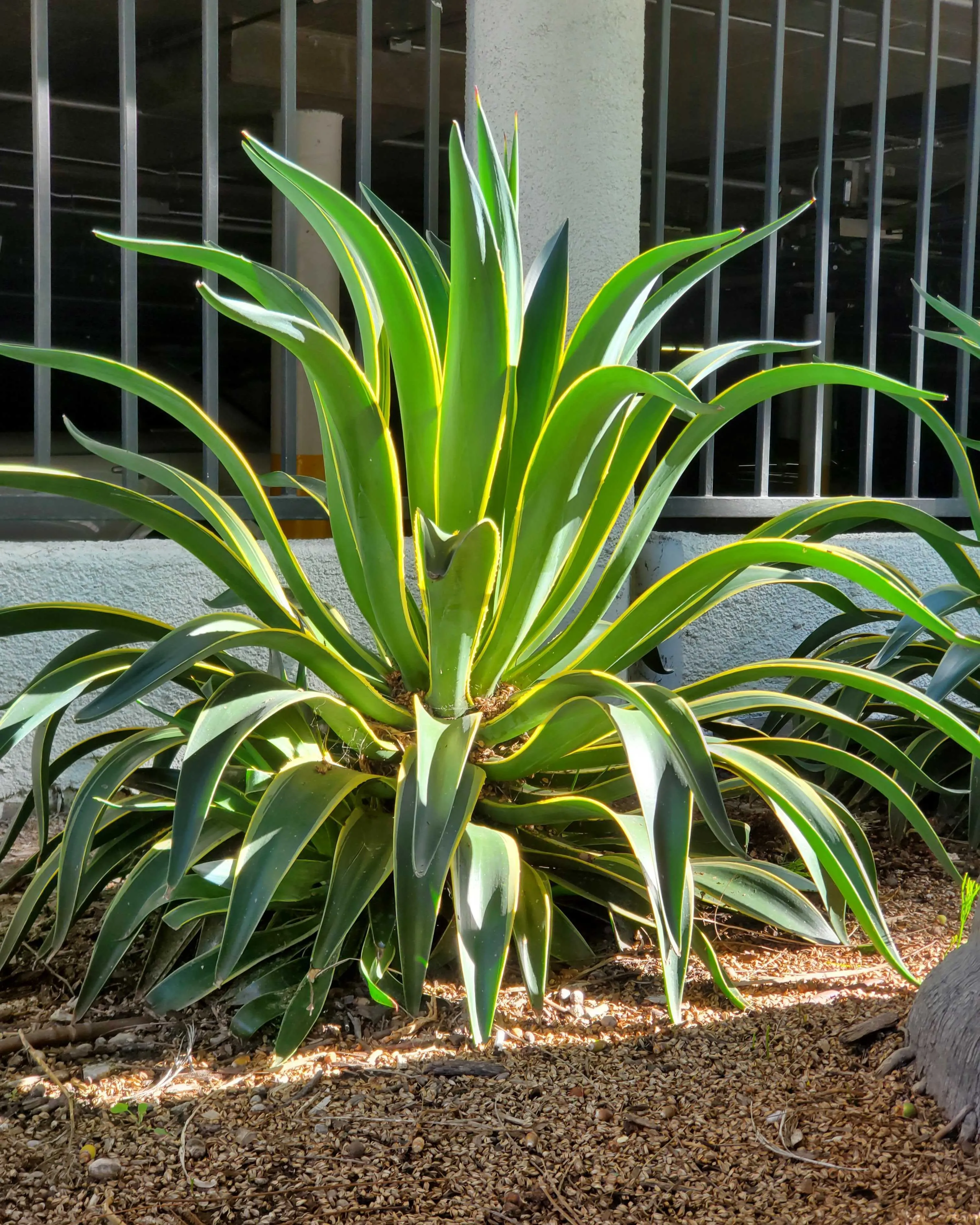 agave grün weiß Agave bracteosa main image 0