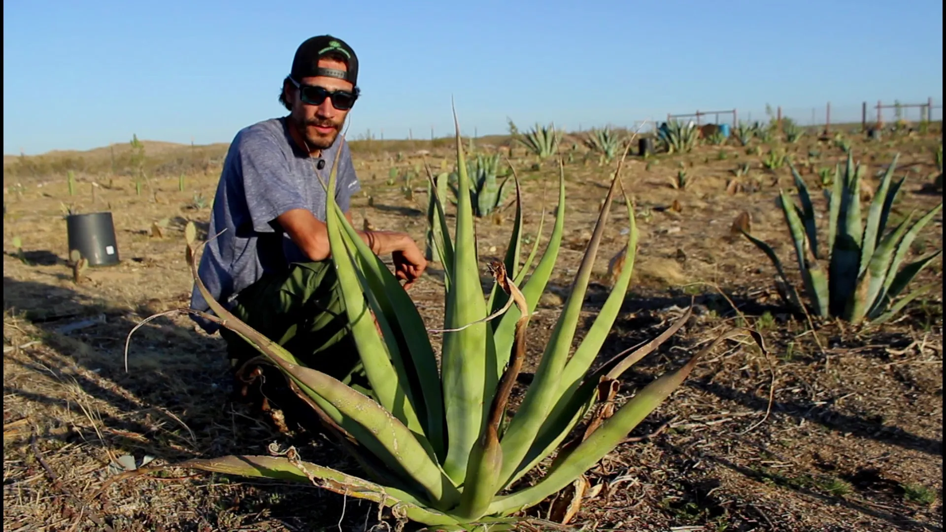 Steve out in the dry farm fields with an agave Vilmoriniana